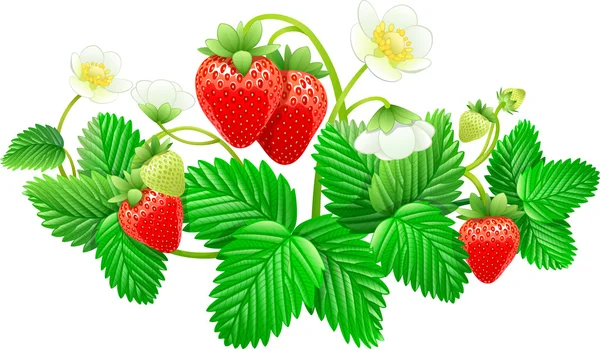 depositphotos_21917715-stock-illustration-strawberries.webp