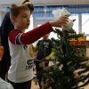 Borůvka - Strojíme vánoční stromeček