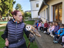 Dravci